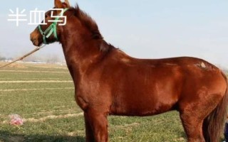 汗血宝马介绍，其祖先是生长在戈壁地带的野马