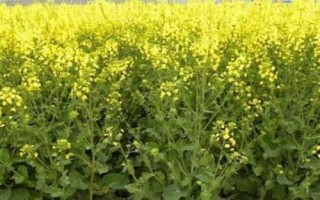 北方什么时候种油菜,一般在春季3-4月播种