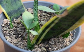 怎么种虎皮兰，通常都是用扦插法种植