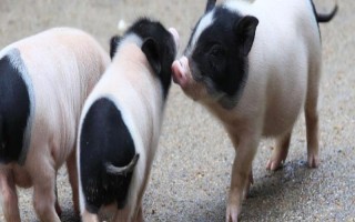 猪针头断在肉里如何处理，需要做永远标识