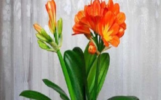 君子兰开放两次属于什么预兆，寓意着好运到来、富贵吉祥