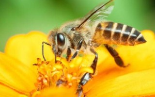 蜜蜂的寿命，不同蜂型的寿命不同