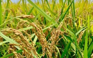 卓两优0985水稻品种简介,每亩有效穗数15.5万穗