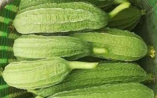 发苦的丝瓜能不能吃,食用后可能会引发食物中毒