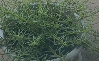 太阳花不开花的原因,可能是光照不足或缺少肥料所致