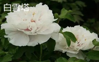 牡丹食用品种，主要包括凤丹牡丹、紫斑牡丹