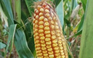 益农玉18玉米品种的特性,种植密度不宜过大