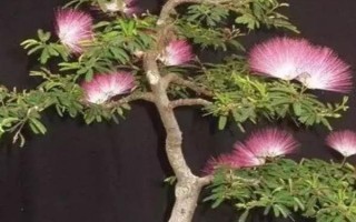 合欢花的盆景制作方法，首先需要挑选优良的树