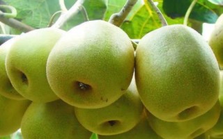 猕猴桃的种类,属于浆果类