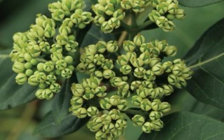 吴茱萸叶片发黄怎么办，剪除病叶并喷施代森锌等药物