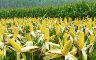 荣玉糯3号玉米品种的特性,注意防治丝黑穗病