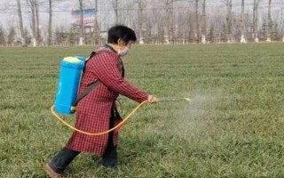 麦田如何科学使用除草剂,掌握好三改、二严、一选择