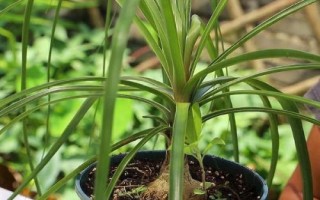 酒瓶兰怎么养殖，下午要让幼苗接受光照