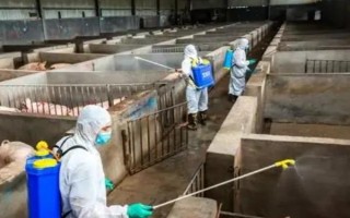 小型养猪场需要多少投资,大概需要2万元左右