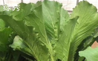 常见白菜品种有哪些，天津绿、胶州大白菜、绿秀等都是常见品种
