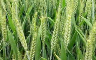 陇育5号小麦品种简介，全生育期280天