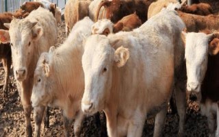 牛可以承受最低多少度，可以承受-15℃的低温