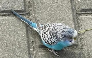 鹦鹉吐食的原因,可能是吃多了或患有肠胃炎等