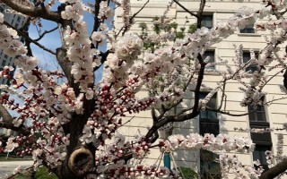 杏花的开花时间，花期在农历的2月份左右