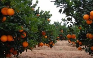 脐橙移栽的时间，春天和秋天都可以进行栽植