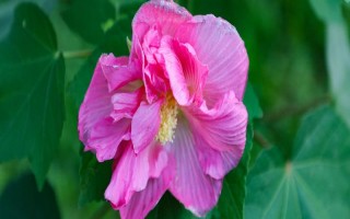 怎么养芙蓉花,夏季需要做好遮阴措施