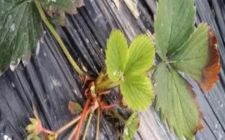 草莓炭疽病怎么防治，可选择抗病品种、避免重茬种植