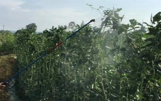 吡虫啉豆角开花后能用吗,可在豆角开花后使用
