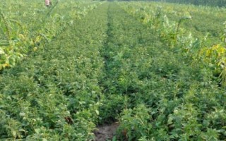 白术的管理方法，幼苗出土后要及时除草翻耕