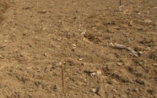 板栗树的种植技术，合理密植可提高产量