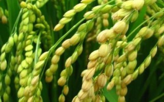 渝香优8133水稻种子特点，该品种属中籼迟熟三系杂交水稻