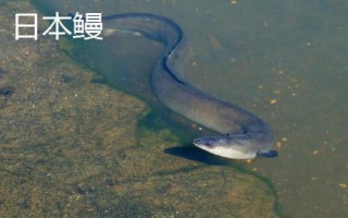 日本鳗的产地，主要分布在越南等国家