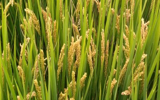 叁两优1813水稻种子特点，一般4月中下旬播种