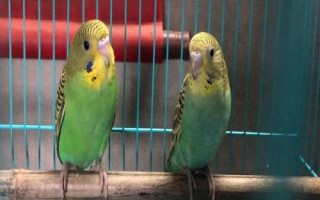 鹦鹉吐食的原因,可能是吃多了或患有肠胃炎等