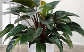 金钻怎么养,要遵循见干见湿的浇水方式