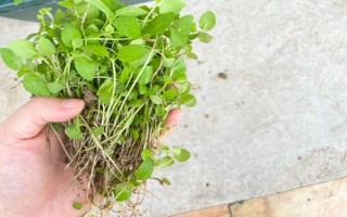 荆芥的种植管理方法,育苗间苗时可以结合松土一次