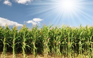 玉迪601玉米种子介绍,6月20日前播种