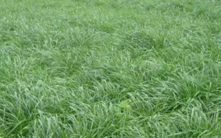 农村水田能种什么，栽培莲藕一般能获得可观的效益