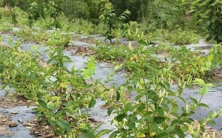 金银花的种植条件，喜欢在温和湿润的环境中生存