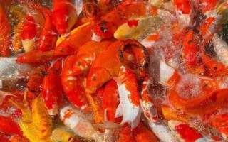 黄色的鱼有哪些品种，常见的有黄颡鱼、霓虹燕子等