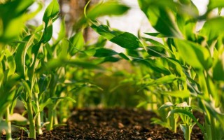 玉米茎腐病的症状，叶片会呈现青枯状