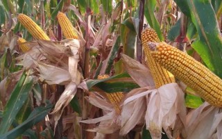 阿源1号玉米种子简介，糯玉米品种