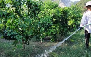 新嫁接果树苗越冬技术，土壤结冻前涂刷或洒在果苗上