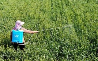 哪些农药可以和嘧菌酯混配，可选择苯醚甲环唑、百菌清、精甲霜灵等药物