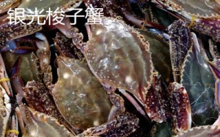 白蟹和梭子蟹有什么区别，二者没有区别只是叫法不同