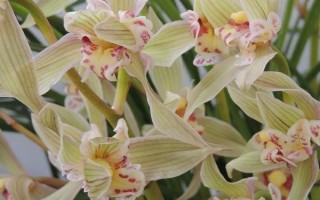 莲瓣兰有几种，常见的有滇梅、奇花素、心心相印等