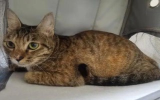 猫得了猫瘟后如何紧急治疗，主要注射猫瘟单克隆抗体和猫干扰素