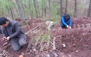 引种天麻要注意什么，当地的气候满足条件才能种植