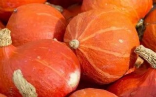 南瓜收获后如何保存，可分层贮藏于木架上