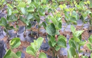 猕猴桃幼苗如何区分雌雄,可通过花蕾数量、芽眼状态等分辨