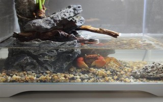 螃蟹在家里怎么养殖,可以用鱼缸养